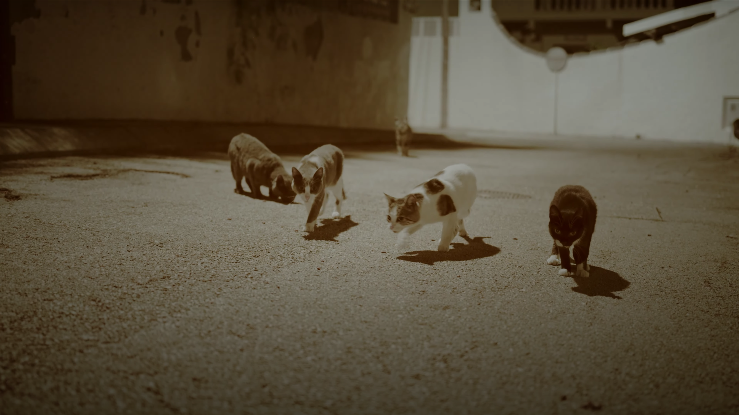 Cats still