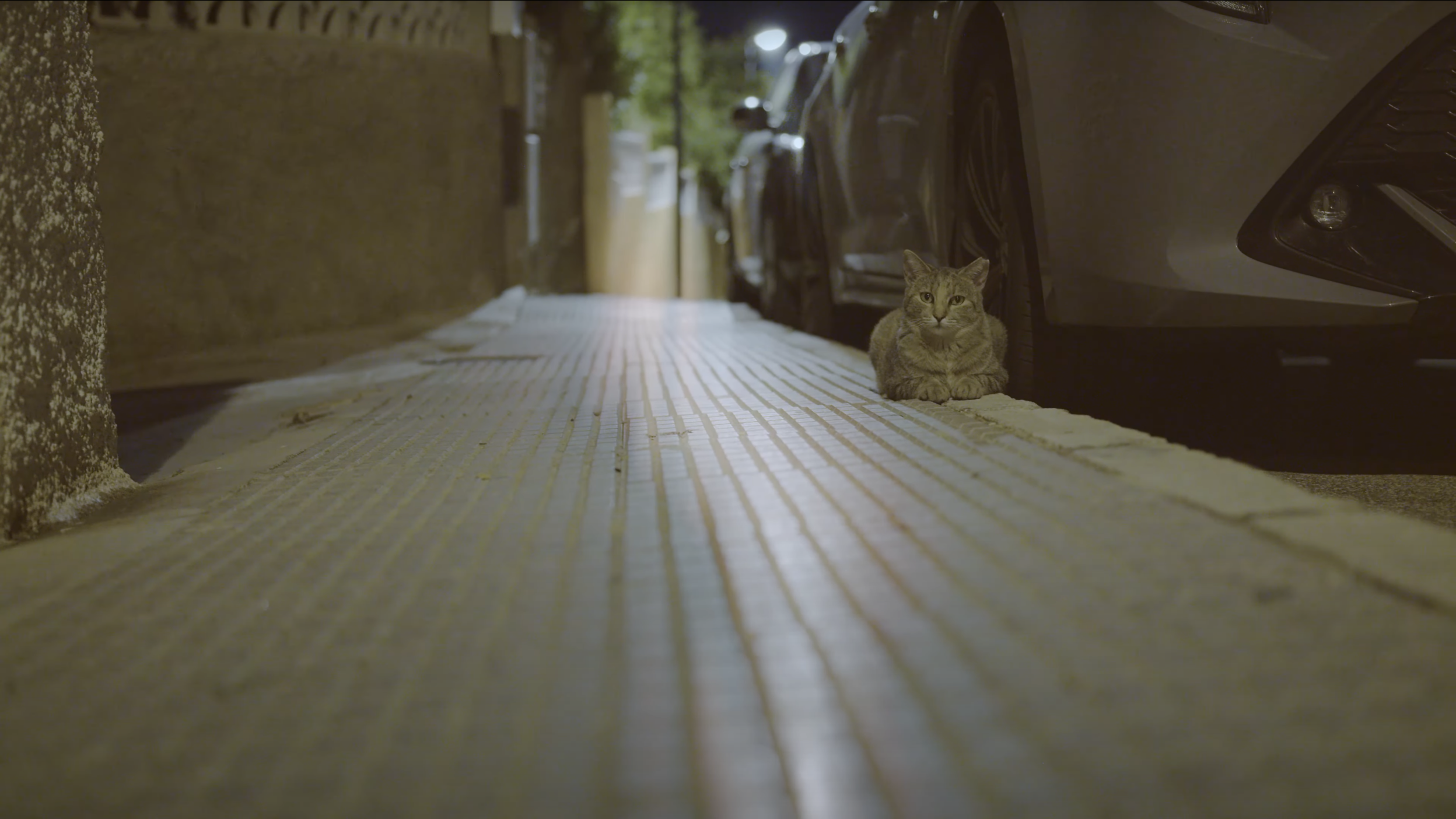Cats still