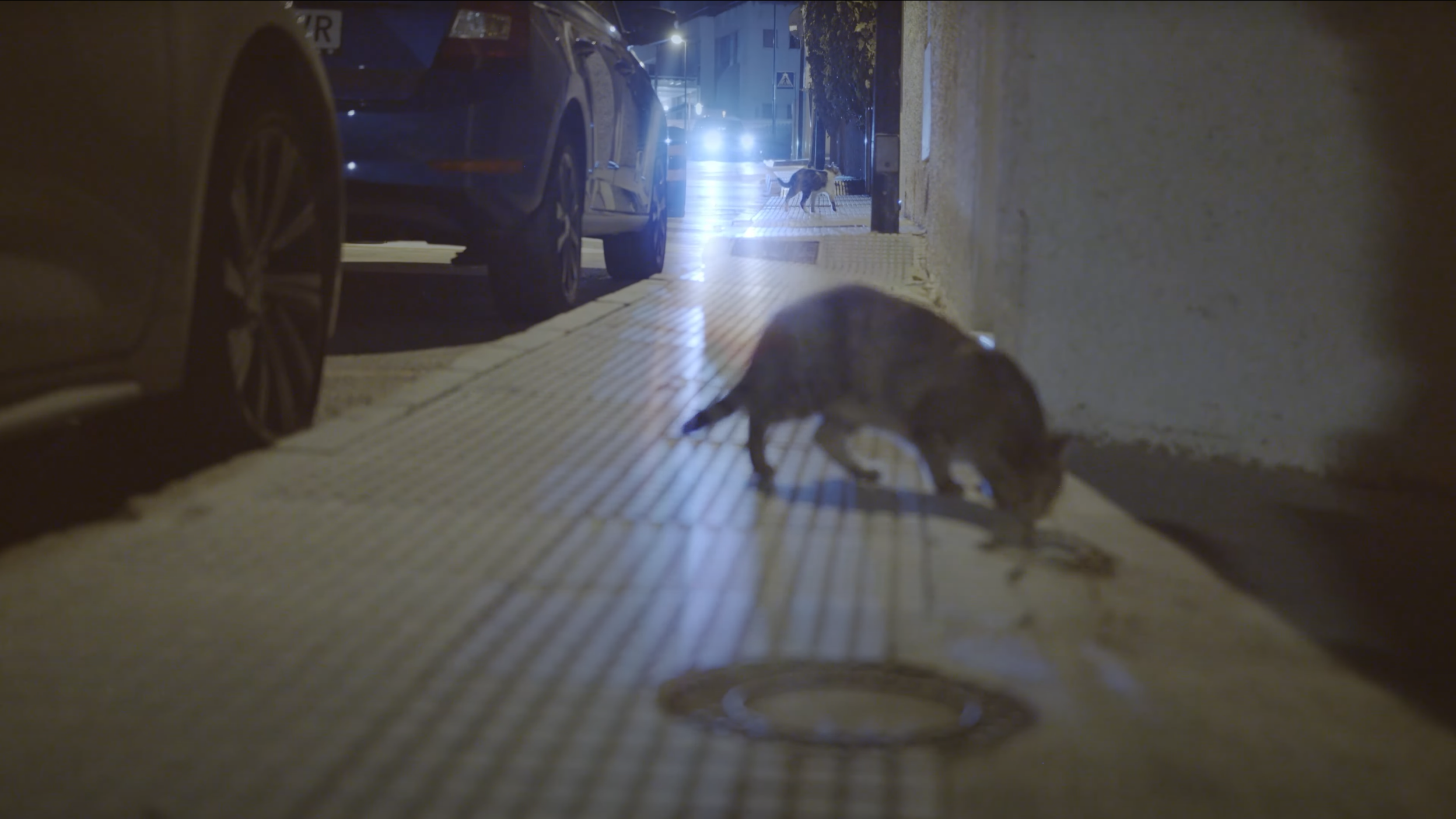 Cats still